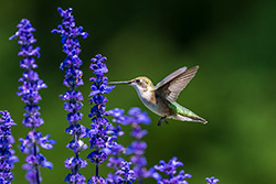 Photos Colibri